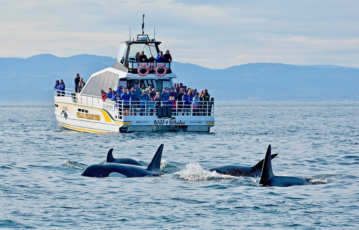 eagle wing whale watching tours